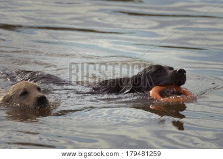 A puppy and dog race each other through the water the dog with an orange ring toy in his mouth.