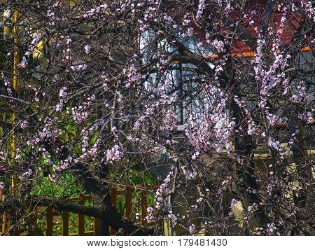 The beautiful blossoming tree on a warm spring day