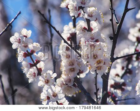 The beautiful blossoming fruit tree on a spring day