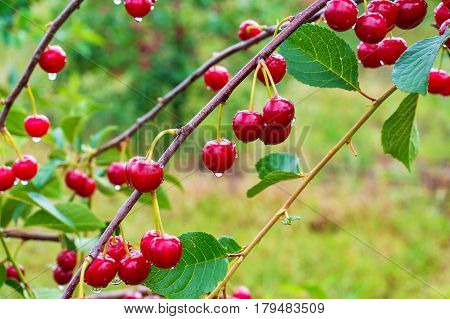 Ripe red cherries on the cherry tree in the orchard. Nature background