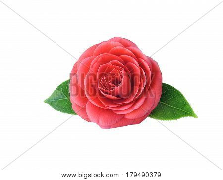 Camellia isolated on white background. Spring Japanese flower with a saturated red color. Camellia fashion pin badge brooch sticker patch. All elements are isolated and editable.