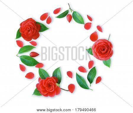 Frame of red Camellia flowers leaves and red petals on light cyan background. Flat lay top view. Frame of spring flowers. Isoleted. Camellia brooch sticker patch
