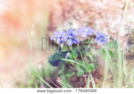 Viola odorata. It is also known as Sweet Violet or English Violet. Spring flowers backgraund.