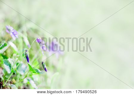 Viola odorata. It is also known as Sweet Violet or English Violet. Spring flowers backgraund.