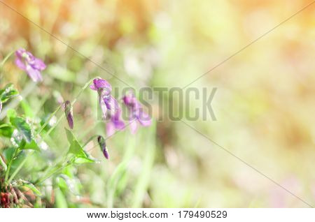 Viola odorata. It is also known as Sweet Violet or English Violet. Spring flowers backgraund.