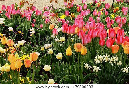 Tulips, daffodils and other spring flowers blossom on the flowerbed