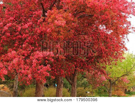 Beautiful red and pink cherry blossoming trees