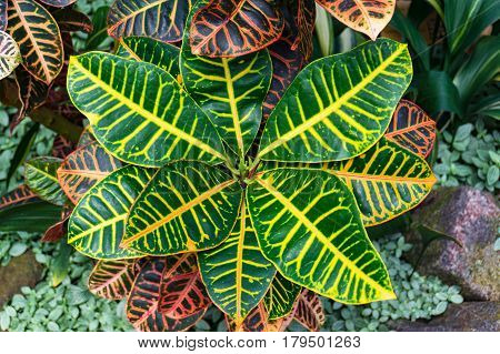 Garden Croton Plant Striking Foliage Background