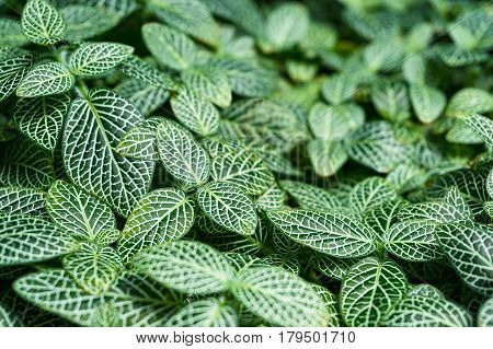 Beautiful Sanchezia Speciosa Leaves Background