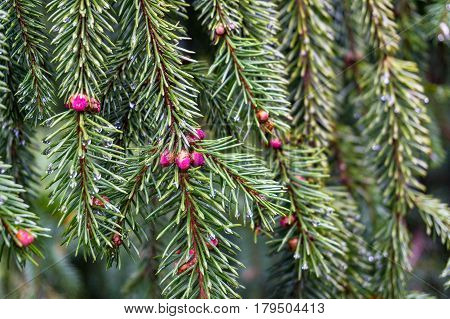 Close Up Of Green Pine Tree Branches With Cones