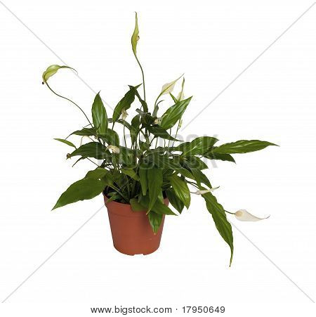 Spathiphyllum Wallisii.