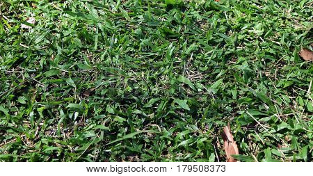 detail green grass in garden for background