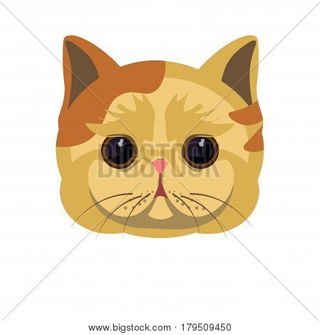 Exotic shorthair kitten in beige color with some red spots, big round black eyes and overhanging stretchy cheeks isolated on white. Vector colorful illustration in flat design of cat portrait
