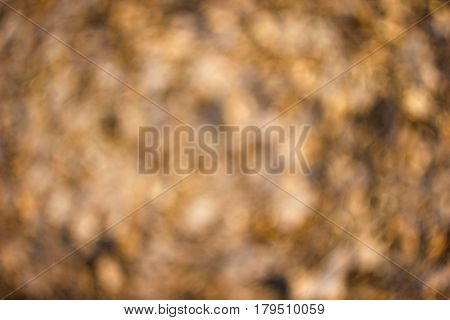 Bright orange brown spotty sunlit background with unusual vintage swirly bokeh