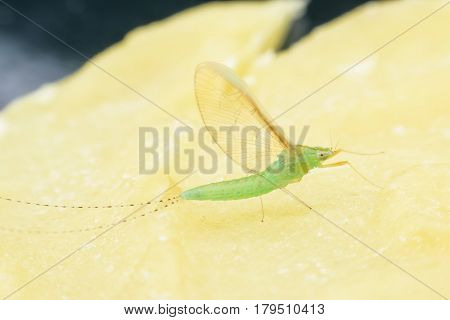 Super nacro female mayfly on candle sheet
