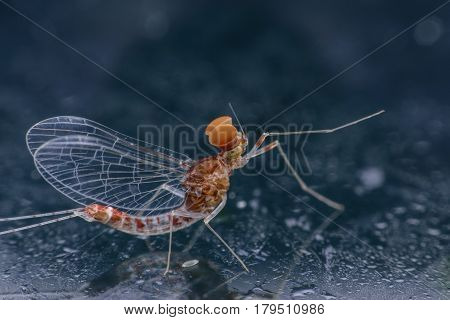 Super macro beautiful male Mayfly on mirror