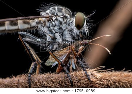 Super macro Robber fly catching prey on branch