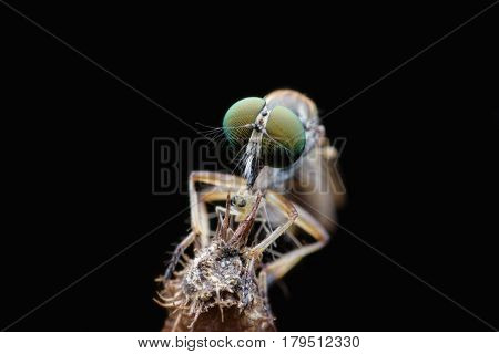 Close up Robber fly catching prey with black background