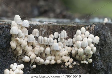Mushrooms (Coprinus disseminatus) on a stump in a green moss
