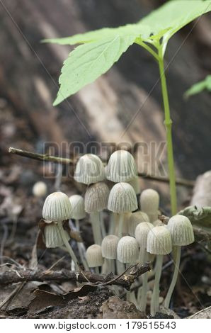 Mushrooms (Coprinus disseminatus) on a stump in a green moss