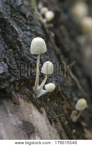Mushrooms (Coprinus disseminatus) on a stump in a green moss