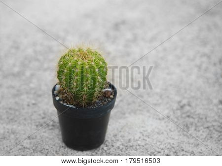 single green cactus palnt for gardening in plastic pot on cement floor background