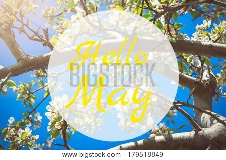 Hello May greeting card with blooming white apple tree flowers in background