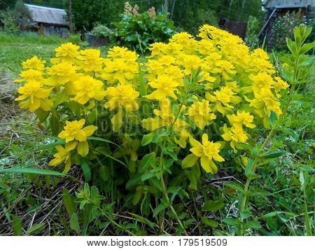 Yellow  Euphorbia Multiflorous In The Meadow
