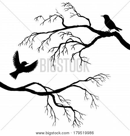 vector silhouettes of birds at tree, hand drawn songbirds at branch, isolated vector element