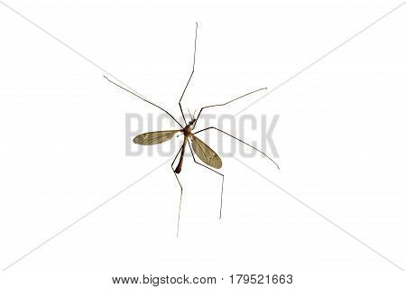 Tipulidae. Large mosquito isolated on a white background.