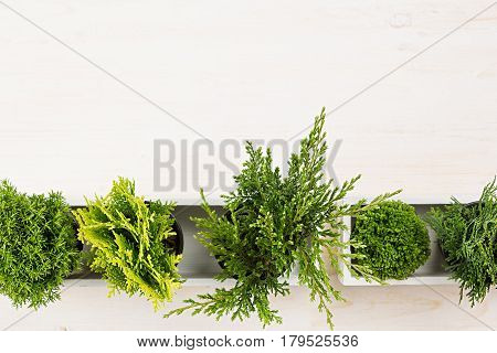 Minimalistic interior workplace with green young conifer plants in white box top view on beige wood board background. Blank copy space.