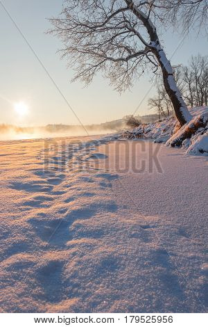 Traces on snow along the river bank in the direction of the inclined tree and sunrise.