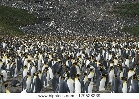 Huge King penguins colony at South Georgia