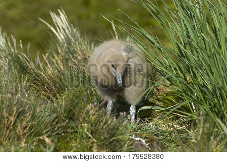 Great Skua chickin the grass in South Georgia