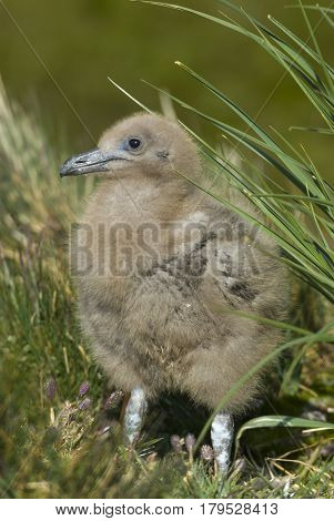 Great Skua chickin the grass in South Georgia