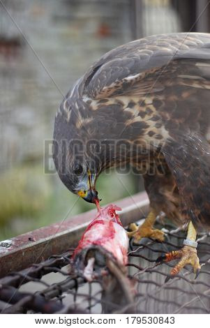 Bird of prey, Common buzzard, Buteo Buteo eating rat