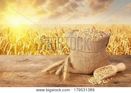 ears of wheat and grains in sack on table with ripe cereal field on the background. Agriculture and harvest concept. Golden wheat field on sunset. Harvest with copy space area for a text