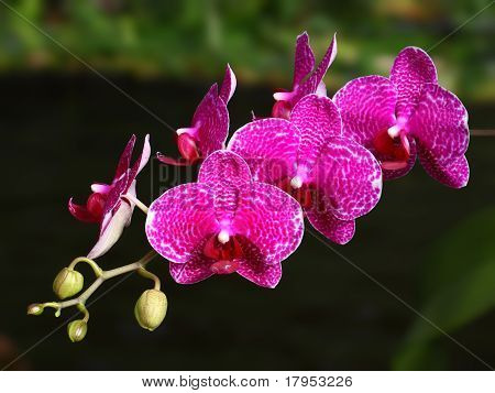 Fiori tropicali
