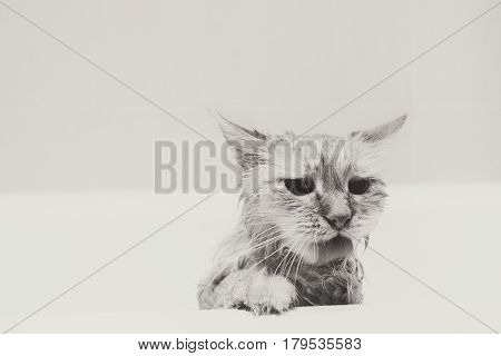 Cute ginger cat after a bath, funny little demon, black and white