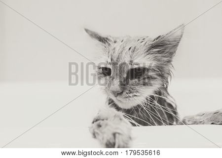 Cute ginger cat after a bath, funny little demon, black and white