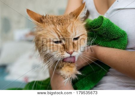 Cute ginger cat after a bath, funny little demon