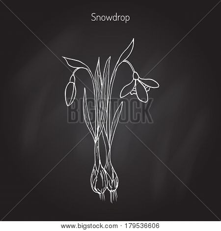 Snowdrop Galanthus nivalis , early spring flower. Hand drawn botanical vector illustration