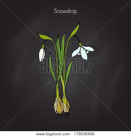 Snowdrop Galanthus nivalis , early spring flower. Hand drawn botanical vector illustration