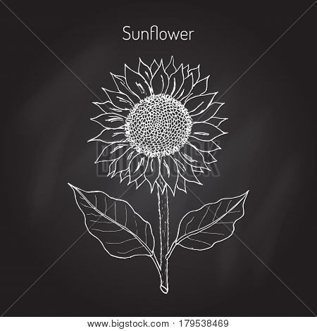 sunflower Helianthus annuus . Hand drawn botanical vector illustration