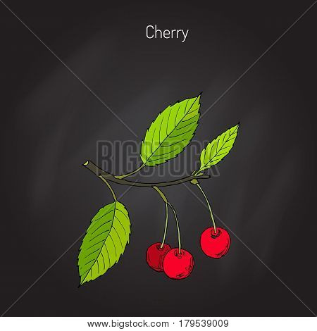 Sour cherry or tart cherry, or dwarf cherry branch with cherries and leaves. Hand drawn botanical vector illustration