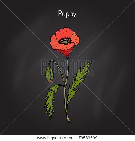 Opium Poppy or Papaver somniferum. Hand drawn botanical vector illustration