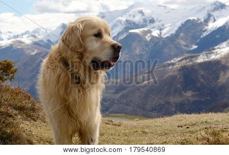 the beautiful Pyrenean Mountain dog snow background