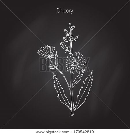 Chicory Cichorium Intybus . Hand drawn botanical vector illustration