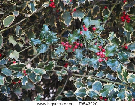 Christmas Holly Plant
