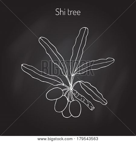 Shea tree, shi tree, or vitellaria paradoxa. Hand drawn botanical vector illustration